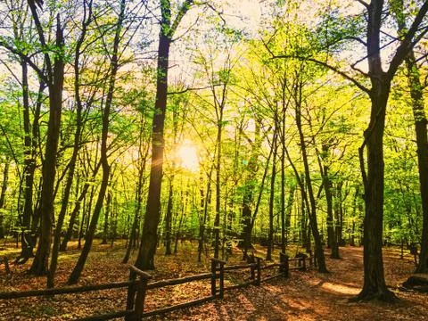 Spring forest landscape at sunset or sunrise Stock Photos
