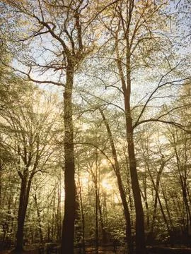 Spring forest landscape at sunset or sunrise Stock Photos