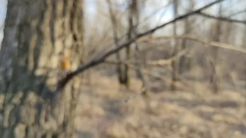 Spring forest. Landscape with trees and a river. Stock Footage 154282759