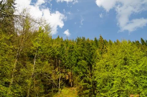 Spring forest landscape under blue sky Stock Photos