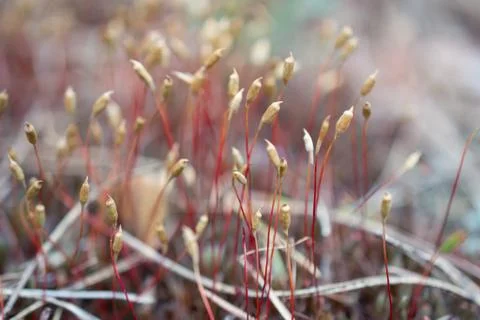 Spring forest life. Abstract  composition with moss flowers. Soft focus Foto stock