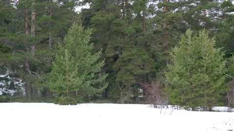 Spring forest with lingering snow patches - Snowy Forest and Temperate Woodland Stock Footage 339458746
