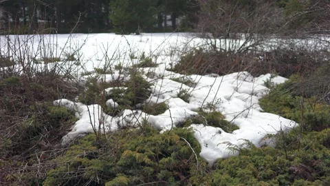 Spring forest with lingering snow patches - Thawing Snow and Spring Undergrowth Stock Footage 339458753