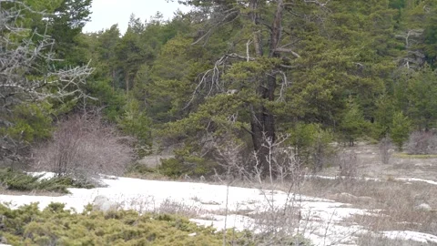 Spring forest with lingering snow patches - Thawing Snow and Temperate Woodland Stock Footage 339458845