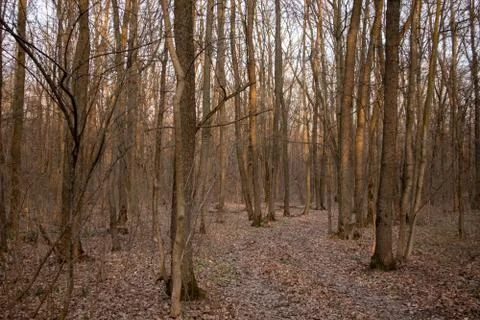 Spring in the forest. A lot of trees. Stock Photos
