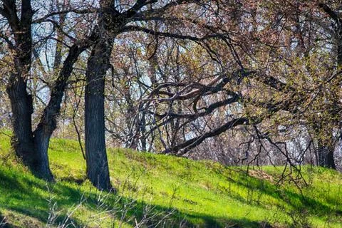 Spring forest with a lush vegetation at the river Stock Photos