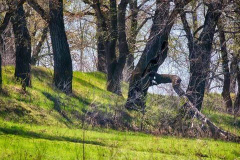 Spring forest with a lush vegetation at the river Stock Photos