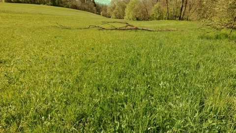 Spring on the forest meadow, fresh grass, sunny sky Video stock 334592234