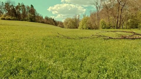 Spring on the forest meadow, fresh grass, sunny sky Video stock 334592409