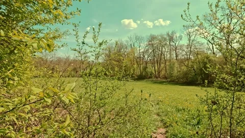 Spring on the forest meadow, fresh grass, sunny sky Video stock 334593214