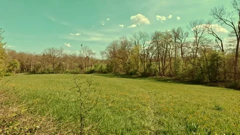 Spring on the forest meadow, fresh grass, sunny sky Video stock 334593345