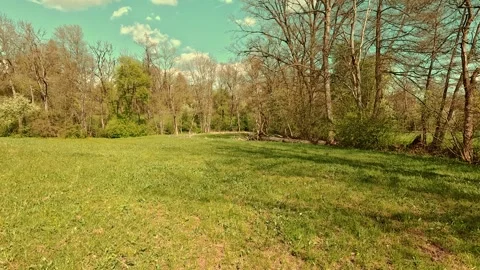 Spring on the forest meadow, fresh grass, sunny sky Video stock 334593479