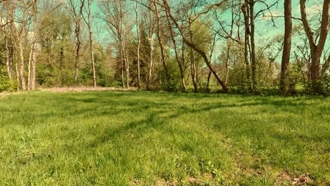 Spring on the forest meadow, fresh grass, sunny sky Video stock 334593532