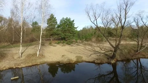 Spring forest morning Stock Footage 83469062