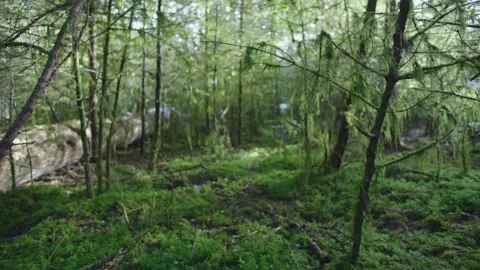 Spring forest in moss Stock Footage 246998210