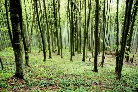 Spring forest in the mountains with trees with young leaves and a light haze Stock Photos