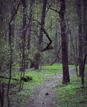 Spring Forest. Natural Background in Springtime. Stock Photos
