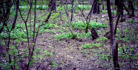 Spring Forest. Natural Background in Springtime. Stock Photos
