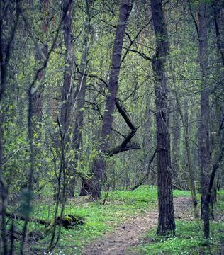 Spring Forest. Natural Background in Springtime. Stock Photos