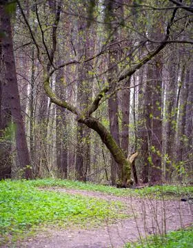 Spring Forest. Natural Background in Springtime. Stock Photos