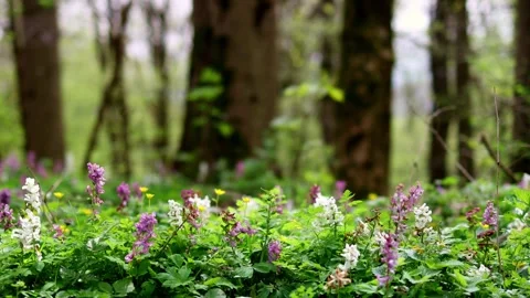 Spring forest nature blur background 4k 30fps video Video stock 271331057