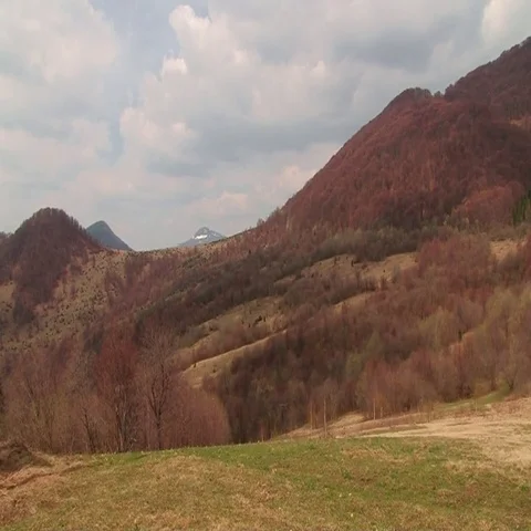 Spring in forest near mountains Stock Footage 69411344