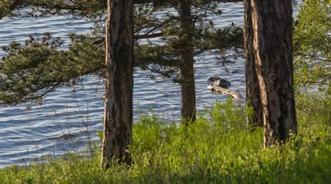 Spring Forest Near The River Stock Footage 37553477