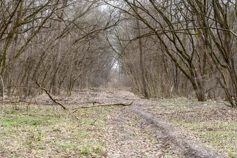 Spring forest, with overhanging branches of old trees Foto stock