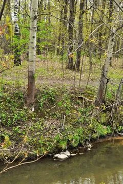 Spring forest panorama. Fotos de archivo