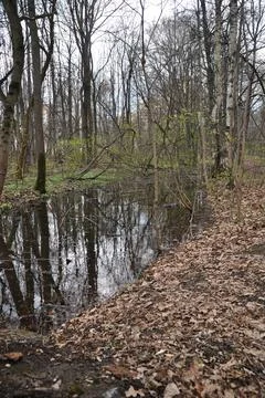 Spring forest in the park after the rain. Stock Photos