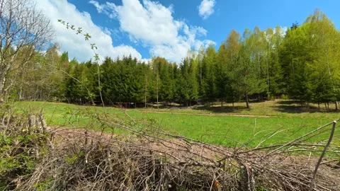 Spring forest path beside cleared brush. Near Tupavica Waterfall, Serbia Stock Footage 335531117