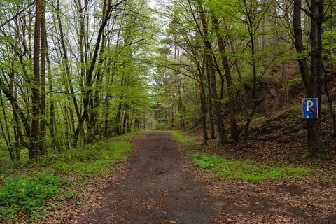 Spring forest path with old scratched no parking sign on tree - tranquil nature Stock Photos