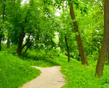 Spring forest path Stock Photos