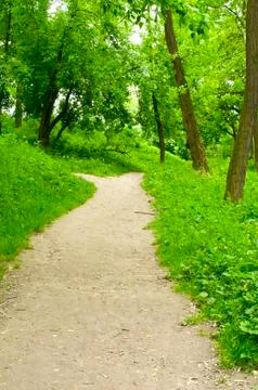 Spring forest path Stock Photos