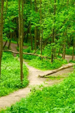 Spring forest path Stock Photos