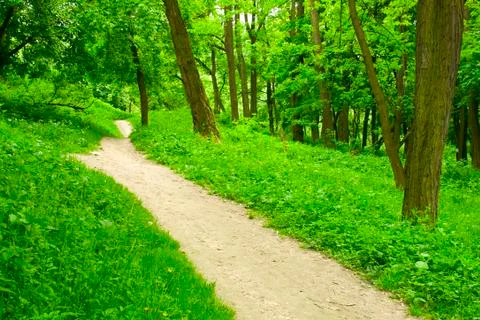 Spring forest path Stock Photos