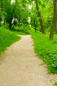 Spring forest path Stock Photos