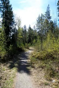Spring forest path Stock Photos