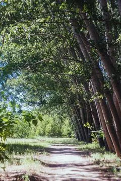 Spring forest path Stock Photos