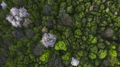 Spring forest pattern with flowering trees. View from above. Stock Photos