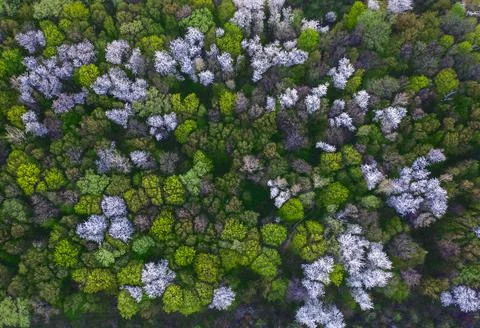 Spring forest pattern with flowering trees. View from above. Stock Photos