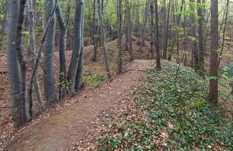 Spring forest Stock Photos