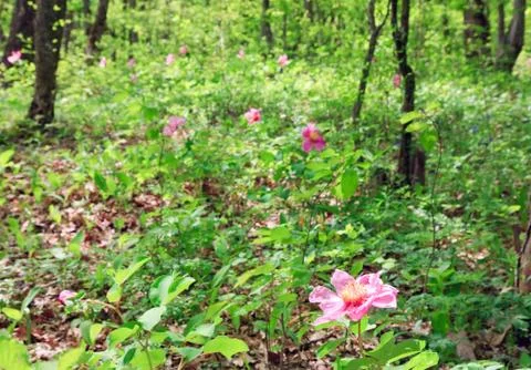 Spring forest Stock Photos