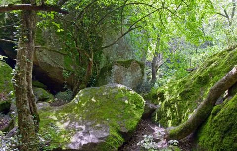 Spring forest Stock Photos