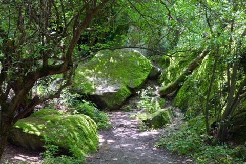 Spring forest Stock Photos