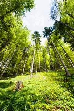 Spring forest Foto stock