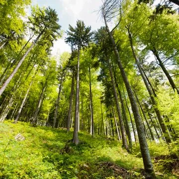 Spring forest Foto stock