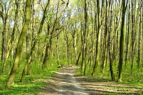 Spring forest Stock Photos