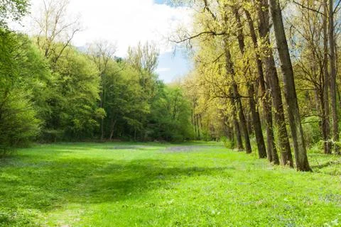 Spring in the forest Stock Photos