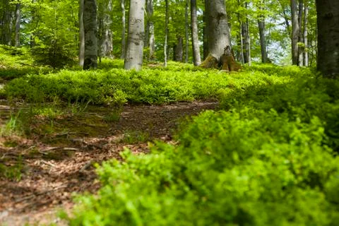 Spring forest Stock Photos